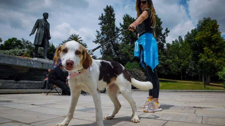Επικήρυξαν τον άγνωστο που δηλητηριάζει αδέσποτα σκυλιά στην Καστοριά