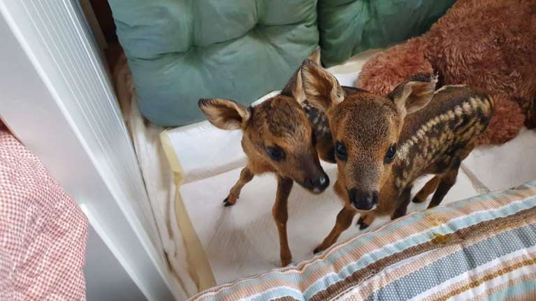 Ένα ακόμη ορφανό ζαρκαδάκι θα κάνει παρέα στον &quot;Θωμά&quot; - Βίντεο