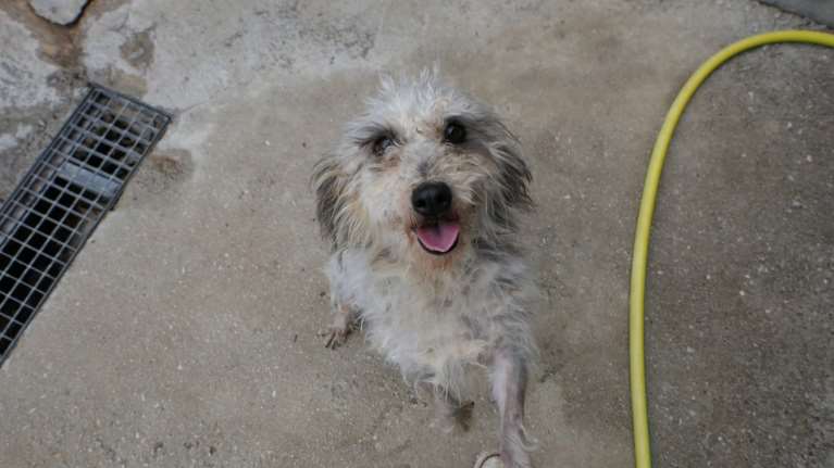 Σώστε ένα αδεσποτάκι: Ημουν πολύ παραμελημένη, αλλά είμαι Τοξότης και δεν είναι του χαρακτήρα μου