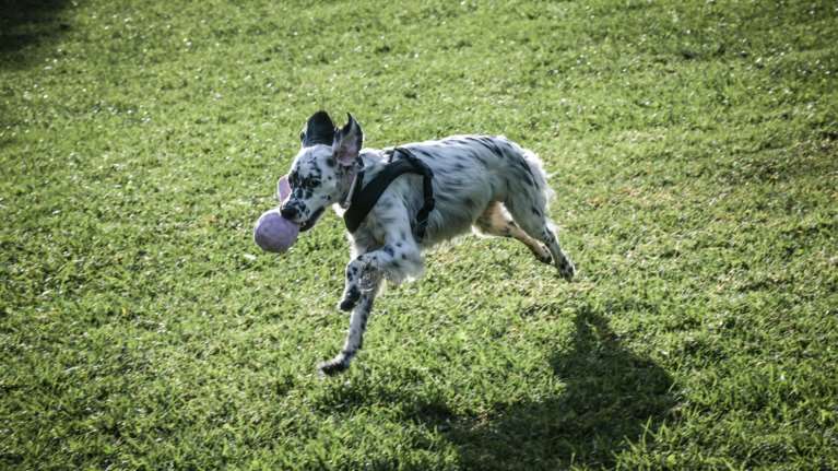 Περάστε χρόνο με το κατοικίδιό σας: Το παιχνίδι είναι σπουδαίο και για τους δυο