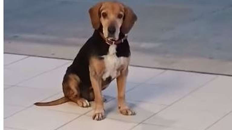 Κοιτάξτε το βλέμμα του σκυλάκου που εγκαταλείφθηκε σε δρόμο ταχείας κυκλοφορίας στην Ανάβυσσο - Βίντεο