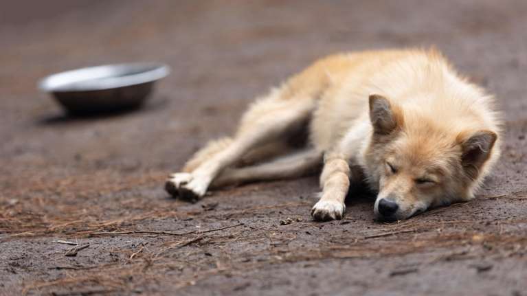 Προετοιμαστείτε για το καλοκαίρι: Κρατήστε τα κατοικίδια σας ασφαλή στη ζέστη και μέσα σε κύμα καύσωνα