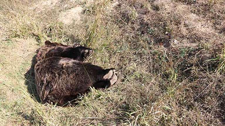 Κτηνωδία: Σκότωσαν με πυροβόλο όπλο νεαρή αρκούδα στην Καστοριά