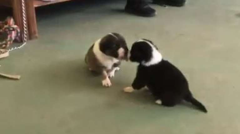 Σώστε ένα αδεσποτάκι: Φιλί, φιλί σ&#39; ανάστησα -  20 ημερών τα πέταξαν το ένα στον Αλιμο, το άλλο Ηλιούπολη