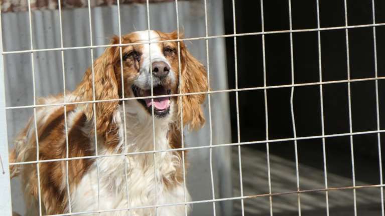 Αργος: Χρόνια τώρα τα πορτοκαλί χρυσαφένια μαλλιά του χαραμίζονται στο καταφύγιο