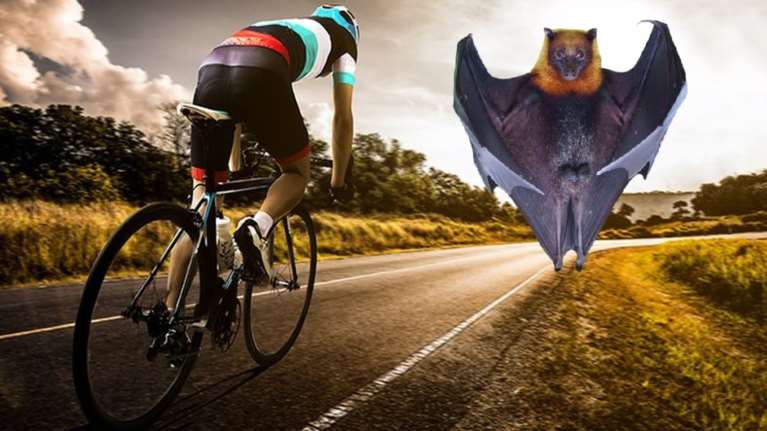 Βόλος: Έφηβος ποδηλάτης τράκαρε με νυχτερίδα και κατέληξε στο νοσοκομείο