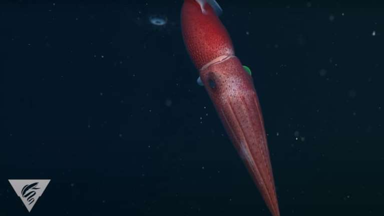 Το "αλλήθωρο" καλαμάρι-φράουλα: Έχει ένα μικρό μαύρο μάτι κι ένα τεράστιο κίτρινο [βίντεο]