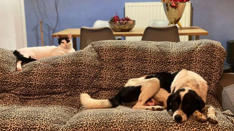 Η Εύα που ζούσε σε καταυλισμό: Δεμένη με χοντρή και σκουριασμένη αλυσίδα, αδύνατη και δυστυχισμένη