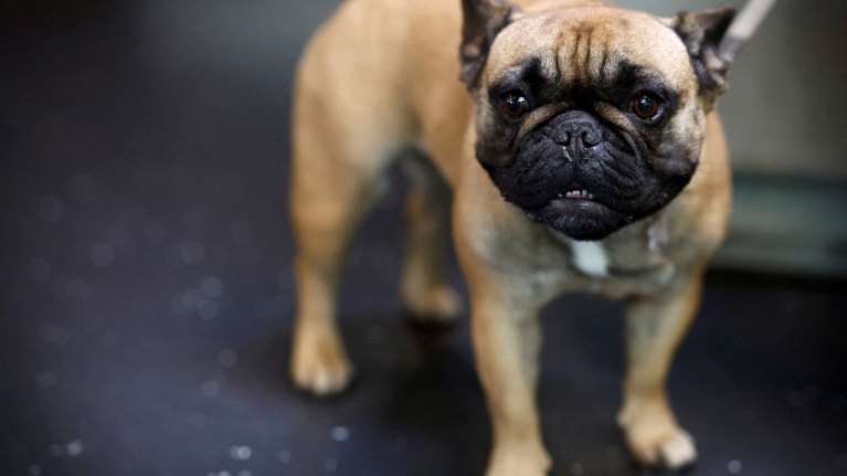 Ολλανδία: Εκτροφέας &quot;δημιούργησε&quot; μπουλντόγκ με υπερβολικά πλακουτσωτή μύτη - Αναπνέουν ακανόνιστα, ακόμη και σε ακινησία