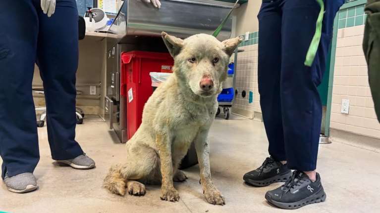 Τα ζώα θύματα των πυρκαγιών στην Καλιφόρνια: Ανυπολόγιστες οι απώλειες, πολλά αγνοούνται, υπερπλήρη τα καταφύγια