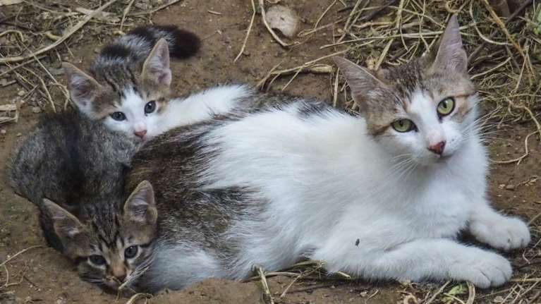 Θεσσαλονίκη:  Πρώην αστυνομικός ο 56χρονος που έριχνε δηλητήριο σε αδέσποτες γάτες - 25 βρήκαν φρικτό θάνατο