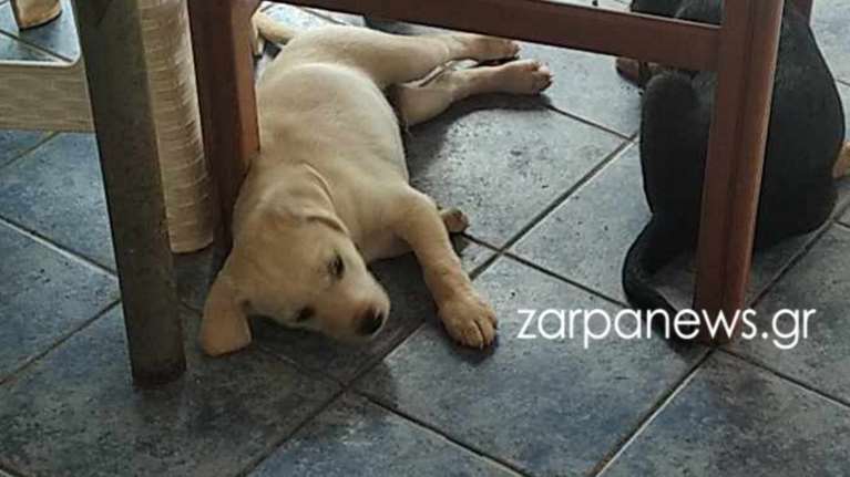 O μικρός Bianco πέθανε, ψάχνοντας κτηνίατρο το Σαββατοκύριακο στα Χανιά