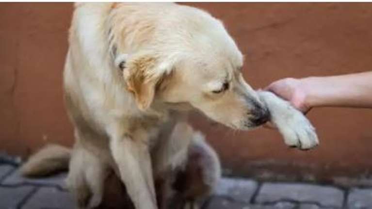 Τι δεν πρέπει να κάνετε αν βρείτε τραυματισμένο ζώο: Πώς να το βοηθήσετε