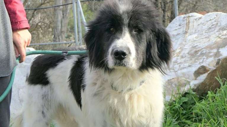 Ο Φοίβος είχε βρεθεί με ένα σχοινί χωμένο βαθιά στον λαιμό του, να έχει γίνει ένα με το δέρμα του που σιγά σιγά σάπιζε