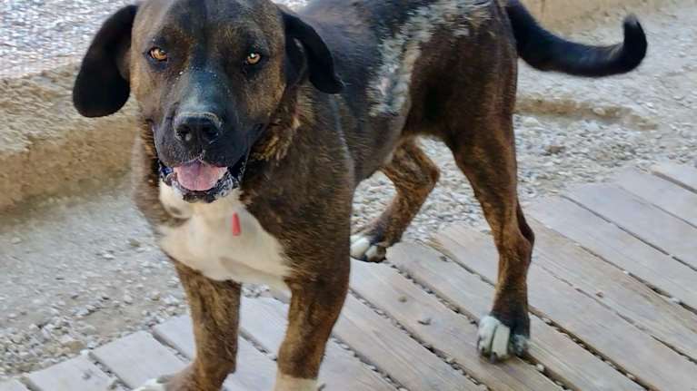 Ο Τίγρης βρέθηκε από διασώστη δεμένος σε μία αυλή που καιγόταν και μαζί της και εκείνος