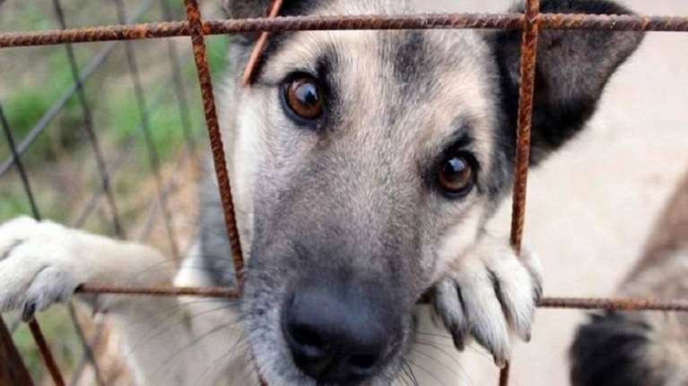 Κακούργημα το αδίκημα του βασανισμού ζώων