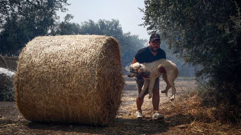 Ημερίδα: Πρώτες βοήθειες σε σκύλους, διάσωση ζώων κατά τη διάρκεια φυσικών καταστροφών