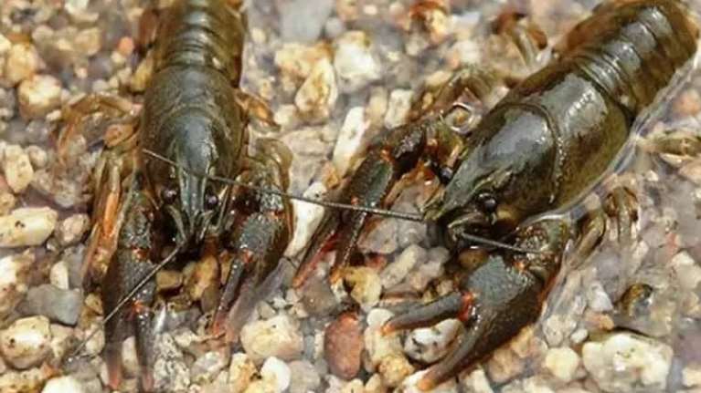 Λάρισα: Ο Πηνειός γέμισε με καραβίδες και καβούρια [βίντεο]