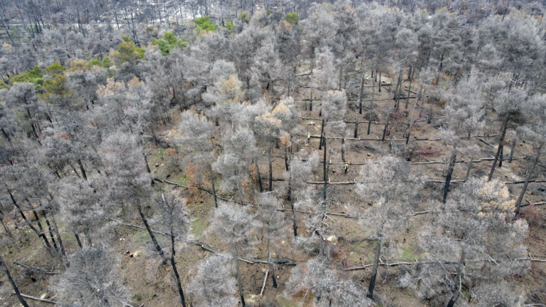 Πώς τα ίδια τα καμένα δέντρα συμβάλλουν στην αναγέννηση του δάσους στη Βαρυμπόμπη