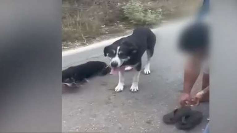 Θεοσεβούμενος ιερέας στη Λευκάδα έσερνε με αλυσίδες τα σκυλιά του στην άσφαλτο - Τι καταγγέλλει το ζευγάρι που τον είδε