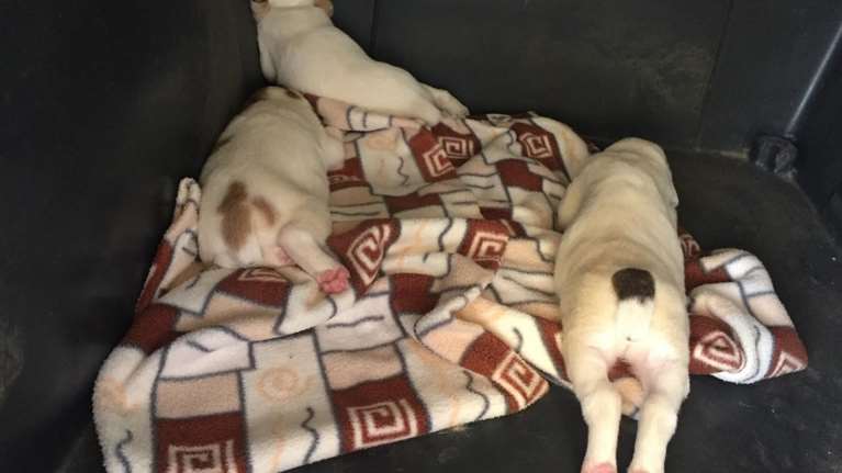 Στον εισαγγελέα κυνηγός για την κακοποίηση πέντε κουταβιών