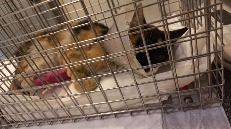 H Zωούλα: Παλεύουμε να τη σώσουμε - Εχει επιβαρυμένη υγεία και θα ακρωτηριαστεί το ποδαράκι της