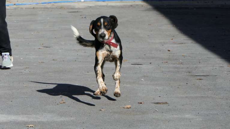 Ο Ελμο είναι σαν καρτούν: Δείτε φάτσα και κόψτε χαρακτήρα