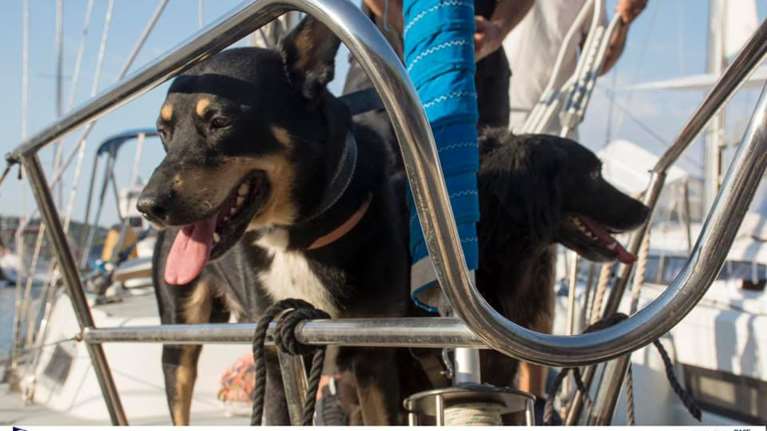 Ιστιοπλοϊα-Woof Race 2020: Σκάφη άνοιξαν πανιά με... κυβερνήτες σκύλους  [Εικόνες]