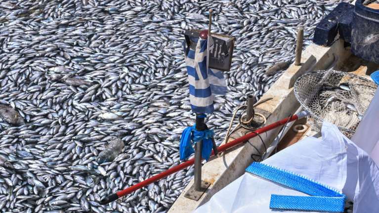 Παρέμβαση του Αρείου Πάγου με κατεπείγουσα έρευνα για τα νεκρά ψάρια στον Παγασητικό