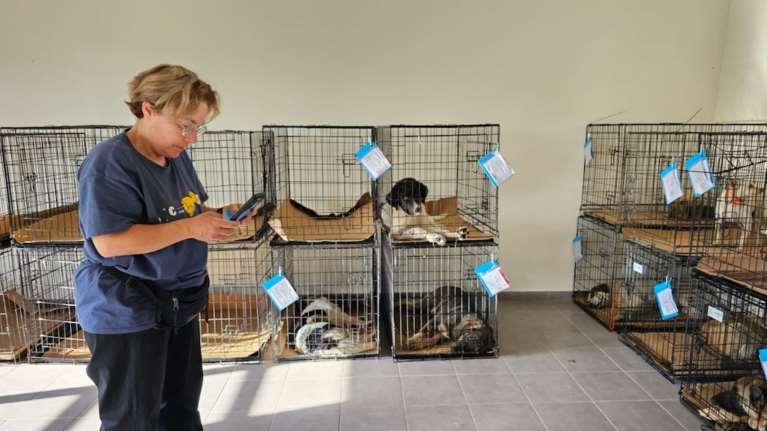 Save a Greek Stray: Δράσεις για τη στείρωση αδέσποτων ζώων στην Ηπειρο [εικόνες]