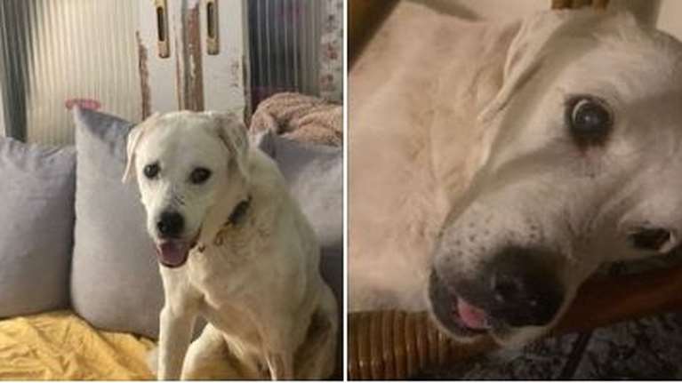 Ο Οδυσσέας, ο παππούλης της Βρούβας παλεύει με τον καρκίνο - Η ανάρτηση του Adopt a paw today