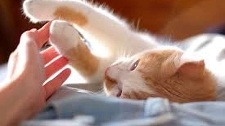 Ακρωτηριασμός άκρου στη γάτα μας: Τι σημαίνει για το αγαπημένο μας ζωάκι