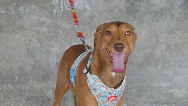 Σώστε ένα αδεσποτάκι: Πώς θα πάρετε υπερβολική δόση χαράς καθημερινά χωρίς παρενέργειες