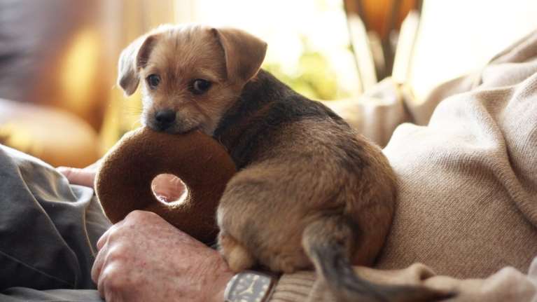 Δημοσκόπηση: Εξι στους 10 προτιμούν να χουχουλιάζουν με το κατοικίδιο τους αντί με τον σύντροφό τους σε μια κακή ημέρα