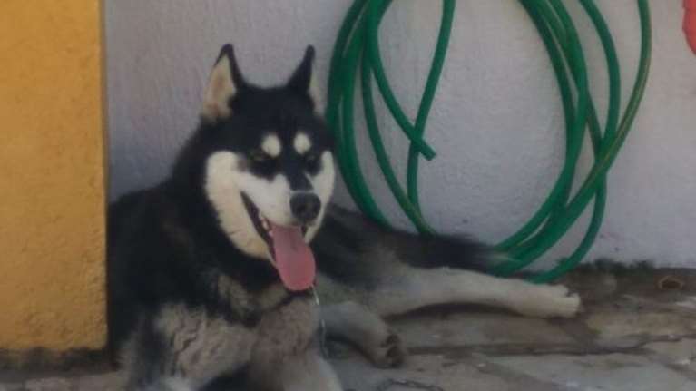 Αράχωβα: Δίχως τέλος το θρίλερ με τον θάνατο του Ολιβερ - &quot;Γιατί πήγε μετά από 35 ώρες για νεκροψία;&quot; [βίντεο]