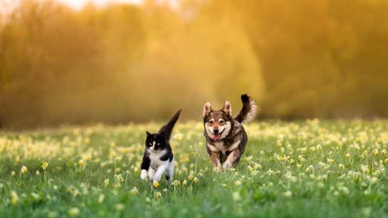 Ανοιξη: Πόσο επικίνδυνη είναι για τους τετράποδους αγαπημένους φίλους μας - Οι κίνδυνοι που κρύβει