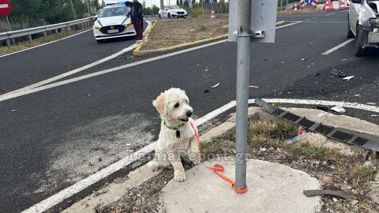 Λαμία: Τι απέγινε ο σκυλάκος από το χθεσινό θανατηφόρο τροχαίο στον κόμβο της Αγίας Μαρίνας