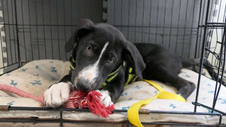 Ο Πλάτωνας είναι το κουτάβι του κάμπινγκ, κουλ, λίγο φλου, και γενικά κάπως χυμένος: Να σας εξηγήσουμε