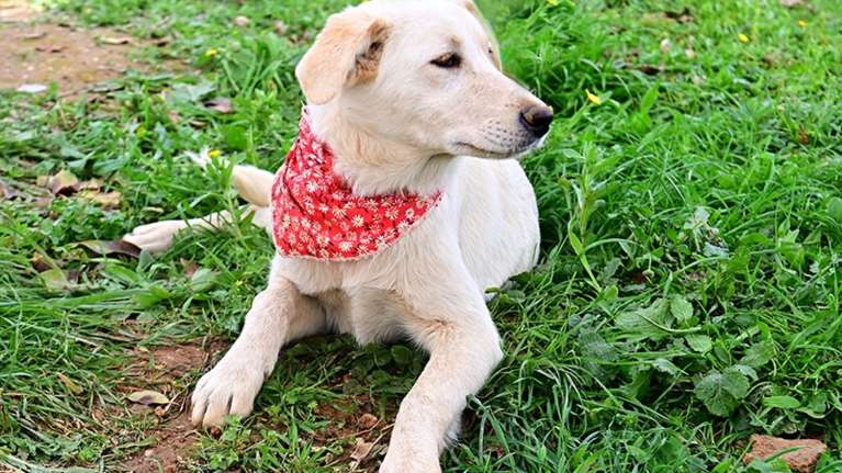 Ωχ, ξέβαψε η μυτούλα της Amelie - Mια super chic λαμπραντορίτσα με ριχτά αυτάκια