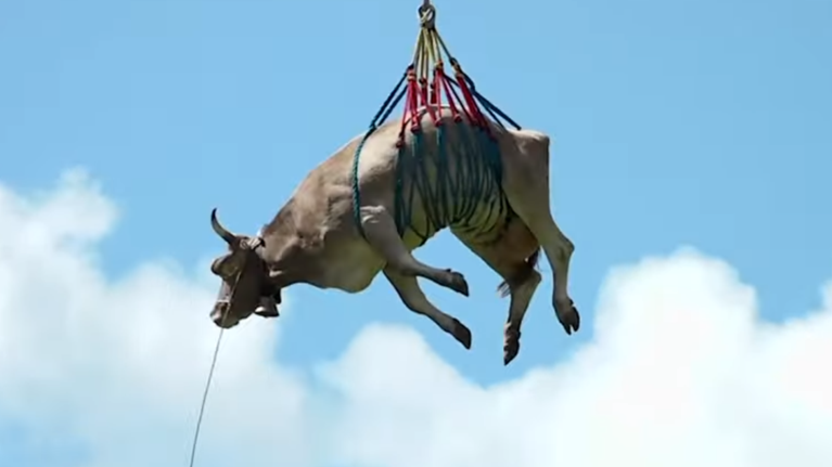 Απίστευτο βίντεο: Τραυματισμένες αγελάδες στην Ελβετία σώζονται &quot;πετώντας&quot; με ελικόπτερο