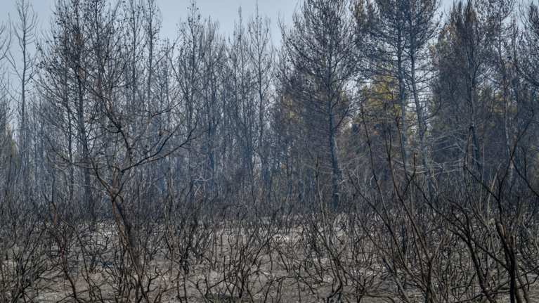 Φωτιά στην Αρχαία Ολυμπία: Αναζωπύρωση στην περιοχή Βασιλάκι - Τέσσερις κοινότητες σε έκτακτη ανάγκη