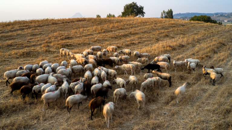 Προβληματισμός των εξαγωγέων για τη φέτα, λόγω της ευλογιάς των αιγοπροβάτων