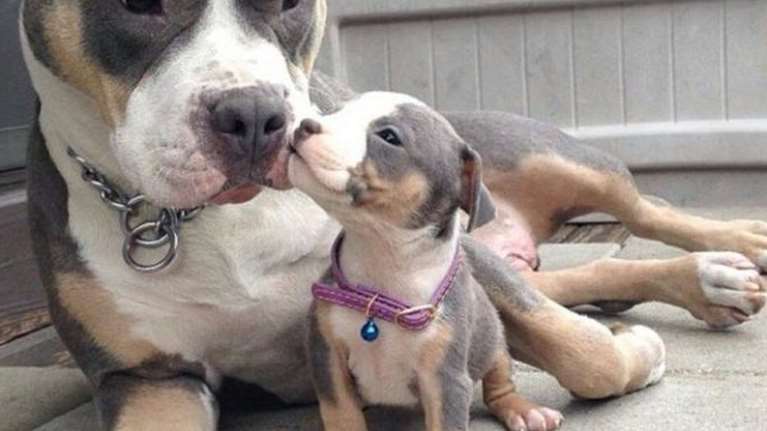 Δεν υπάρχει άγρια επίθεση πιτ μπουλ στην Εύβοια - Δεν έχει γίνει καταγγελία