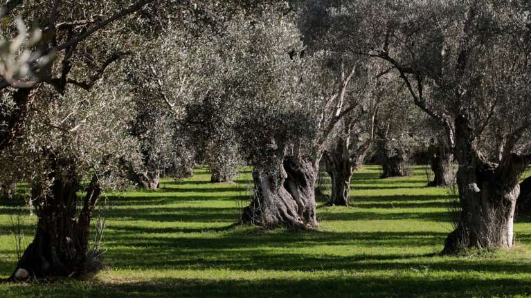Περιπέτεια για δίχρονο αγοράκι στη Χαλκιδική: Χάθηκε ενώ οι γονείς του μάζευαν ελιές