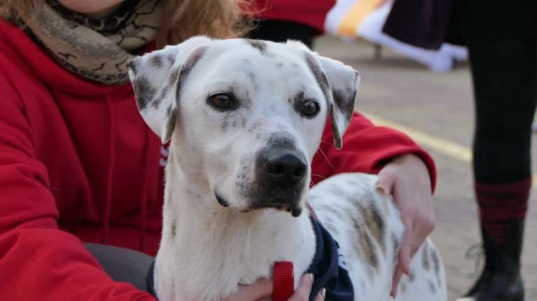 Σώστε ένα αδεσποτάκι: Ο Γκάι, είναι σαν ζωγραφιά, και ό,τι και να κάνει είναι ο καλύτερος, και πάντα χαμογελαστός