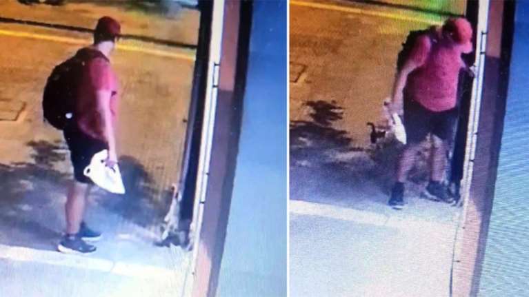 Θεσσαλονίκη: Ποινική δίωξη για κακούργημα στον διδάκτορα του ΑΠΘ που ποδοπάτησε το γατάκι