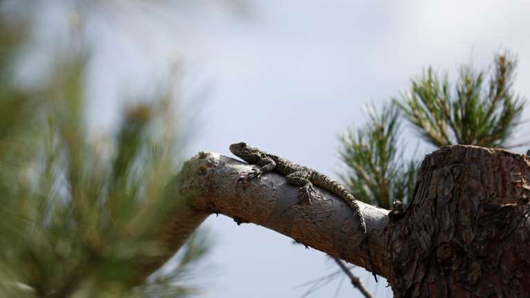 Ο &quot;κηπουρός&quot; του Σέιχ Σου: Εκεί που δεν πίπτει... τσεκούρι, &quot;πίπτει&quot; ένα έντομο&quot;!