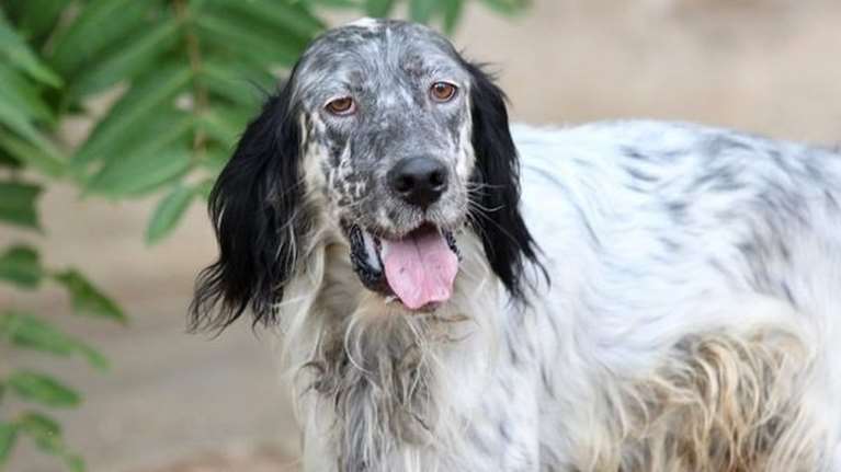 Σώστε ένα αδεσποτάκι: Ποτέ, ποτέ, δε θα μπει στην καρδιά μου άλλος ποτέ, ποτέ, είσαι ο έρωτας μου ο μεγάλος