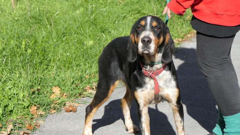 Σώστε ένα αδεσποτάκι: Να σας εξομολογηθούμε κάτι για τον Ελμο - Eίναι αστείος, όχι μόνο όταν τρέχει, αλλά και όταν βαθυστοχάζεται