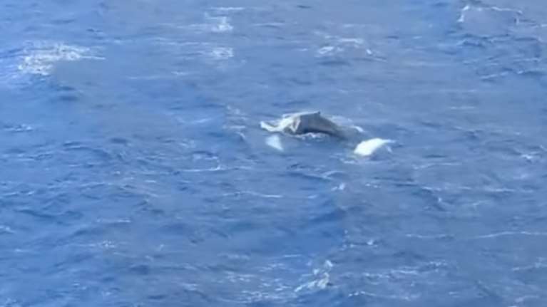 Κάλυμνος: Φάλαινα εμφανίστηκε στον κόλπο των Αργινώντων [βίντεο]